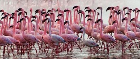 Flamencos en el Lago Nakuru