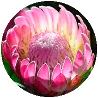 Protea