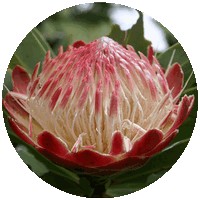 Protea
