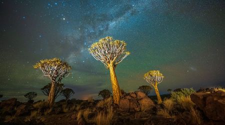 Bosque de Arboles Quiver: Kokerboom Woud