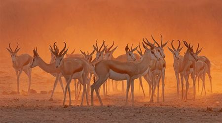 Springboks o Gacela saltarina de El Cabo: Antidorcas Marsupialis