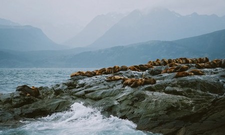 Isla de los Lobos - Canal Beagle