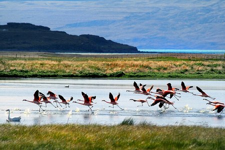 Flamencos Rosas en el Lago Argentino