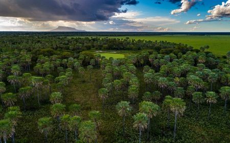 Kaa Iya: Palmar de las Islas