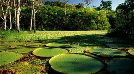 Amazonas