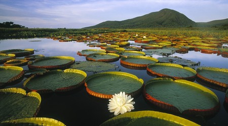 Pantanal