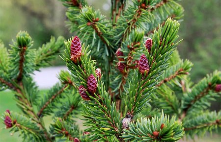 Picea Omorika