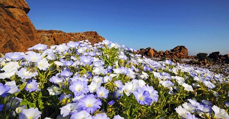 Atacama en Flor