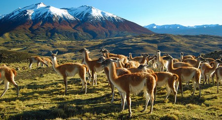 Guanacos