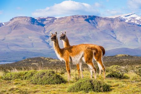 Guanacos