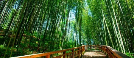 Damiang: Bosque de Bambu
