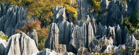 Bosque de Piedra