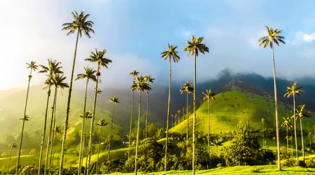 Valle del Cocora