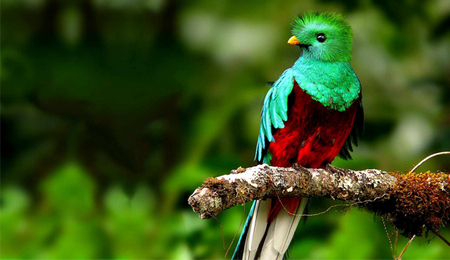 Quetzal