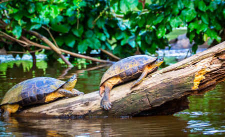 Costa Rica: Parque Tortuguero