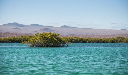 Caleta Tortuga Negra