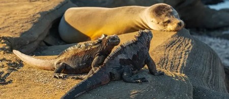 Islas Galapagos: Fauna