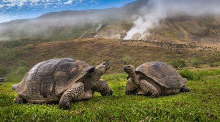 Tortugas de Galapagos