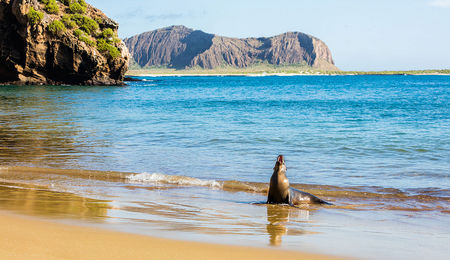 Galapagos