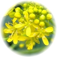 Isatis Tinctoria