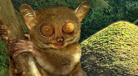 Tarsier