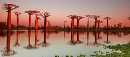 Baobabs: Simbolos de Madagascar