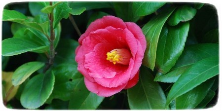 Camelia Japonica o Tsubaki
