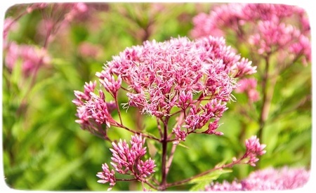 Eupatorium Japonicum - Fujibakama