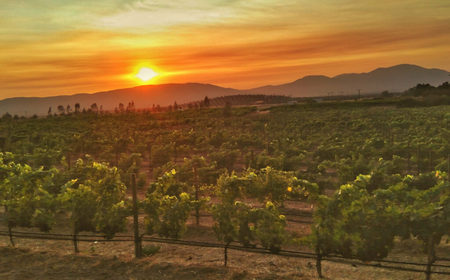Valle de Guadalupe - Vi&ntildeedos