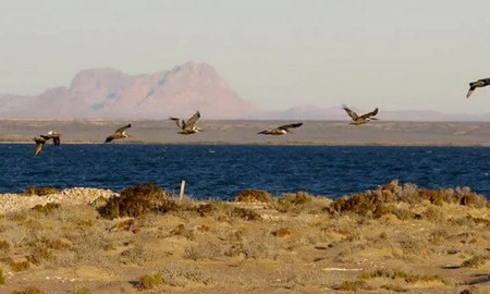 Reserva de la Biosfera de El Vizcaino