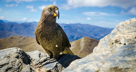 Loro Kea - Nestor Notabilis