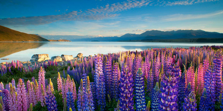 Lake Tekapo