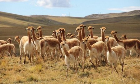 Vicu&ntildeas en Pampa Galeras