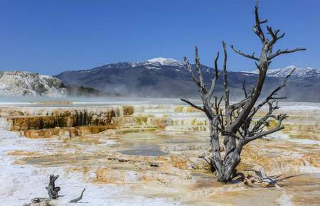 Mammoth Hot Springs