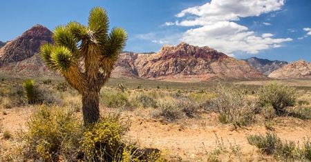 Desierto de Mojave