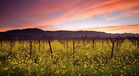 Napa Valley