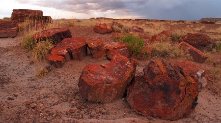 Petrified Forest