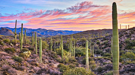 Desierto de Sonora