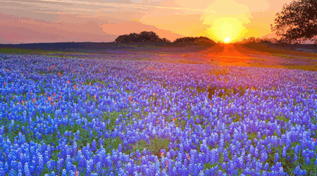 Texas Bluebonnets
