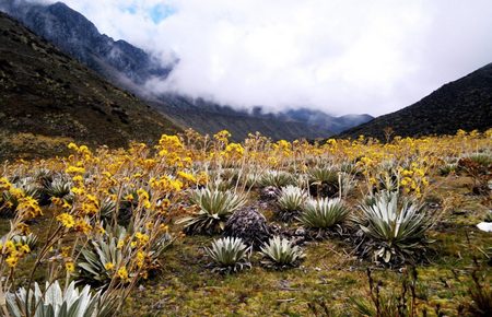 Paisaje Tipico de Paramo